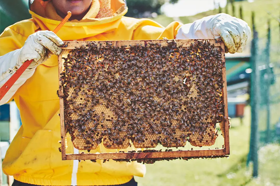 Apicoltura e miele di Calabria, s\u00A0ne parla allo storico Istituto Tecnico Agrario di Palmi\n