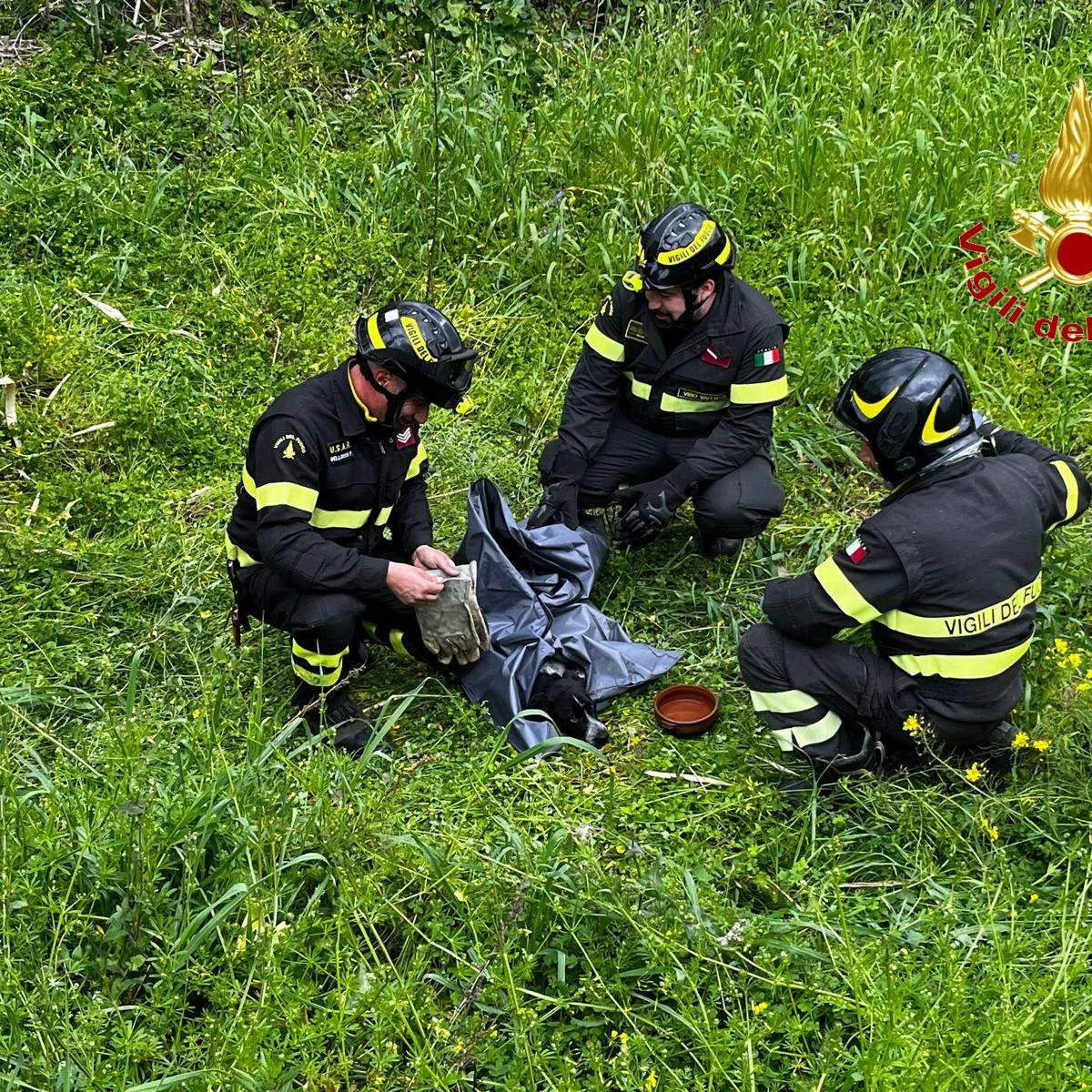 I vigili del fuoco recuperano un cane investito da un’auto e scaraventato in un canneto\n