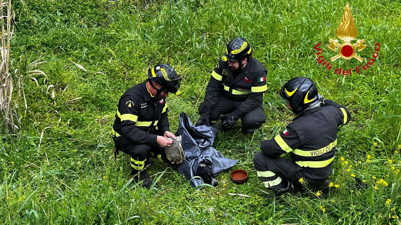 <p>Il recupero del cane investito a Badia di Limbadi</p>\\n