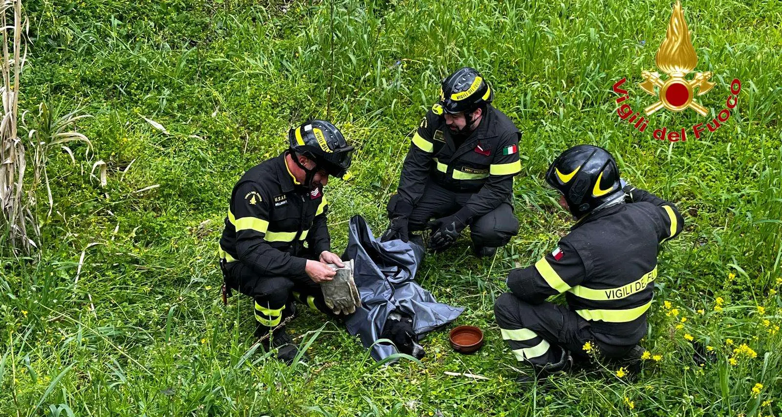 I vigili del fuoco recuperano un cane investito da un’auto e scaraventato in un canneto\n