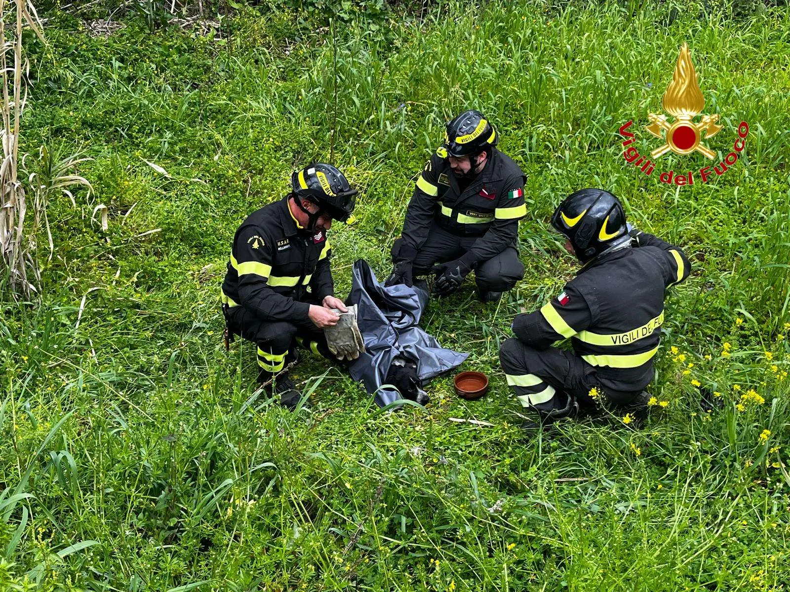 I vigili del fuoco recuperano un cane investito da un’auto e scaraventato in un canneto\n