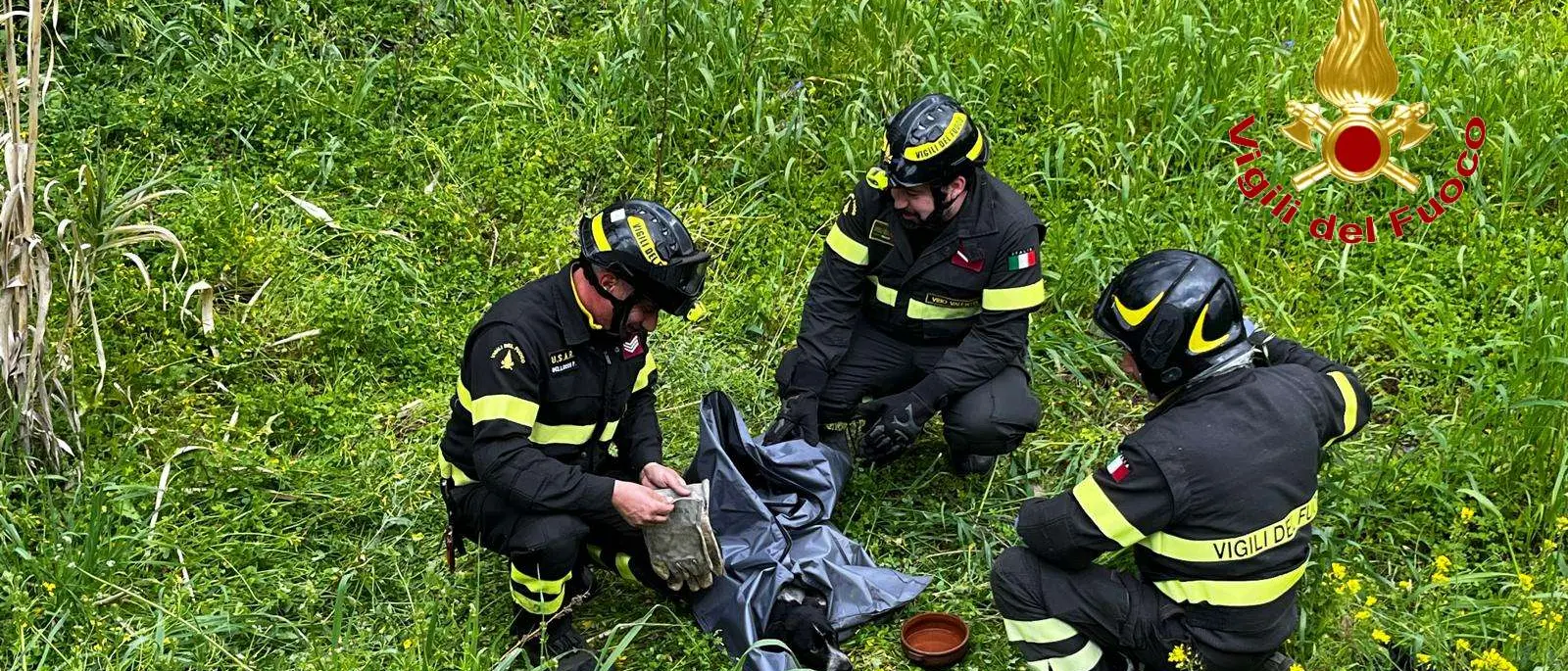 I vigili del fuoco recuperano un cane investito da un’auto e scaraventato in un canneto\n