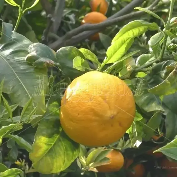 Reggio si prepara ad accogliere il festival Essentia, il\u00A0Festival degli Oli\u00A0Essenziali e dei Profumi\n