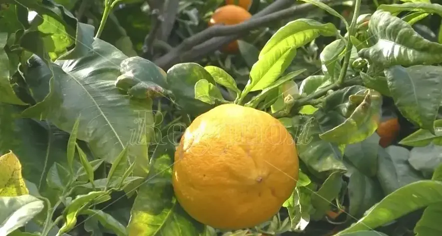 Reggio si prepara ad accogliere il festival Essentia, il\u00A0Festival degli Oli\u00A0Essenziali e dei Profumi\n