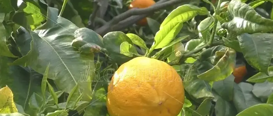 Reggio si prepara ad accogliere il festival Essentia, il\u00A0Festival degli Oli\u00A0Essenziali e dei Profumi\n