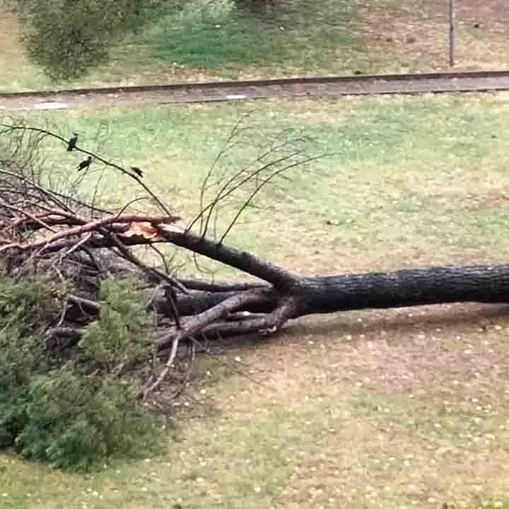 Verde a Reggio, Sgreccia (Un mondo di mondi): «In atto un silente e continuo Albericidio finanziato dal\u00A0Pnrr»\n