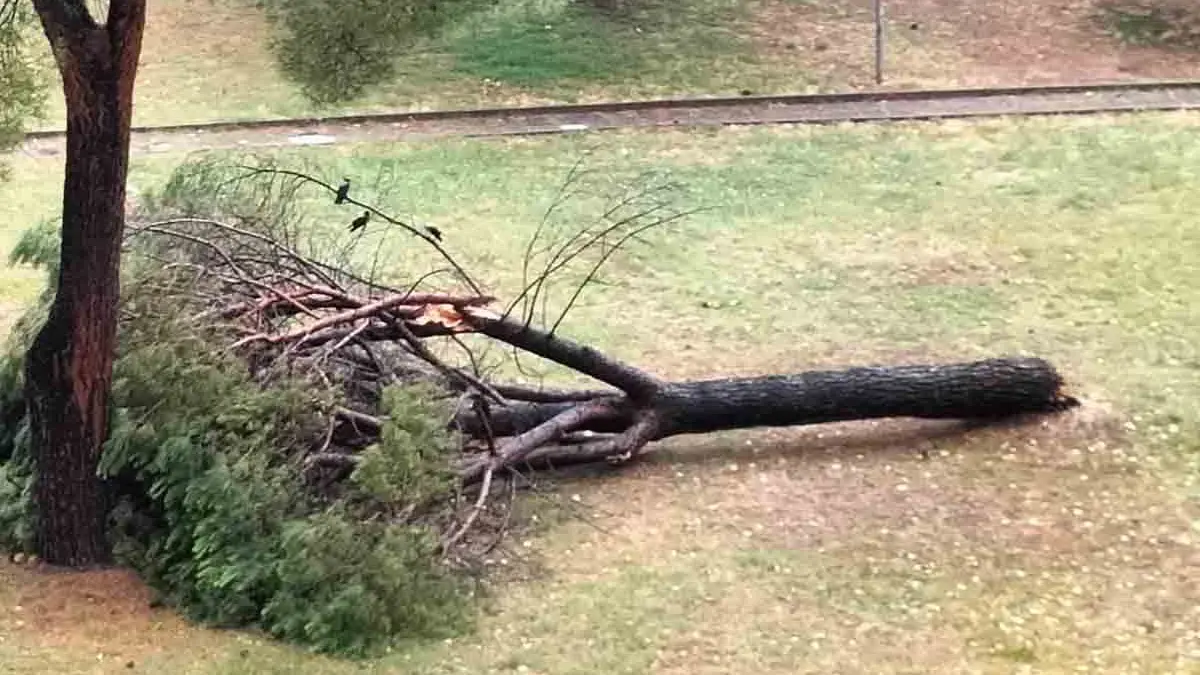 A Viale della Repubblica, nel capoluogo, un pino marittimo \\u00E8 caduto su una macchina parcheggiata. Traffico interrotto