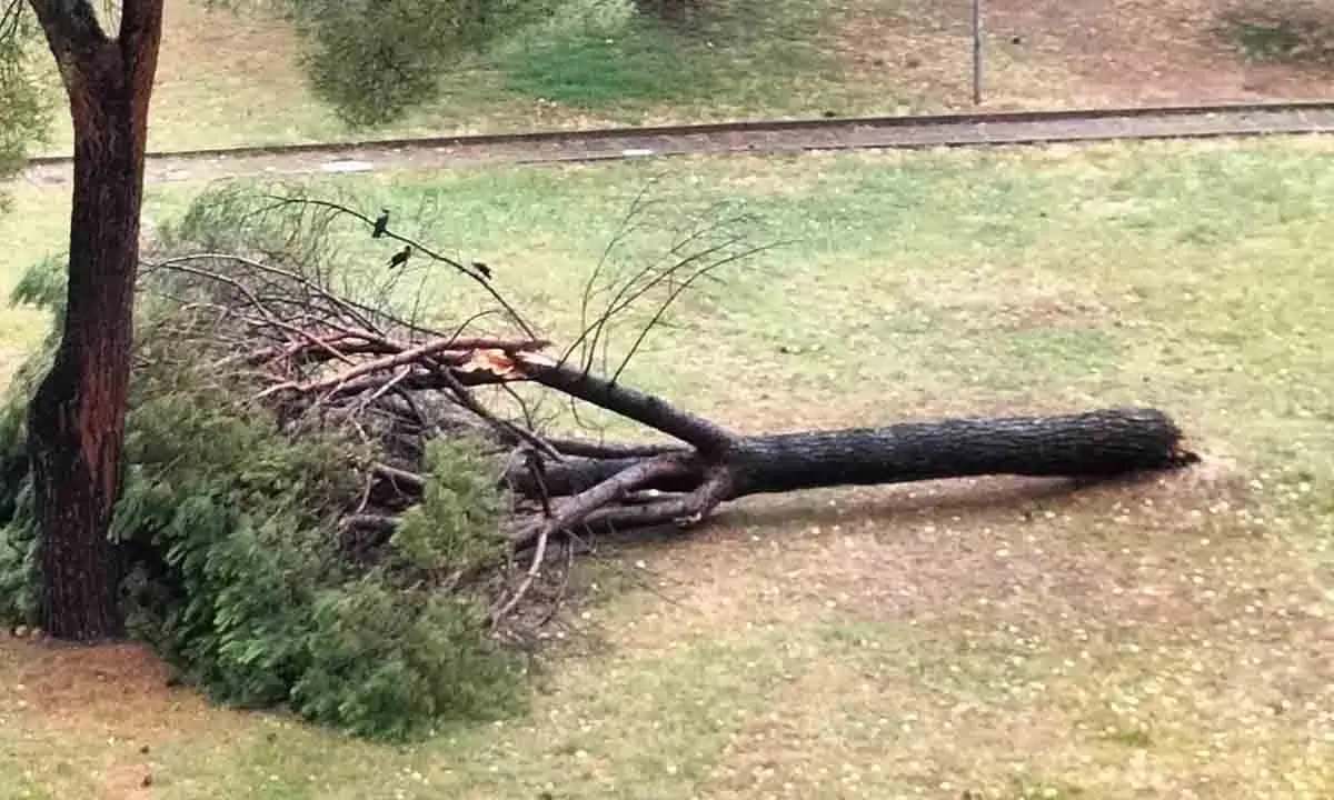 Verde a Reggio, Sgreccia (Un mondo di mondi): «In atto un silente e continuo Albericidio finanziato dal\u00A0Pnrr»\n