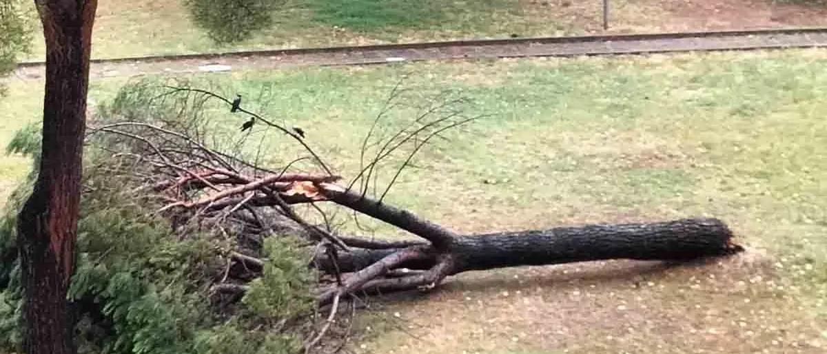 Verde a Reggio, Sgreccia (Un mondo di mondi): «In atto un silente e continuo Albericidio finanziato dal\u00A0Pnrr»\n
