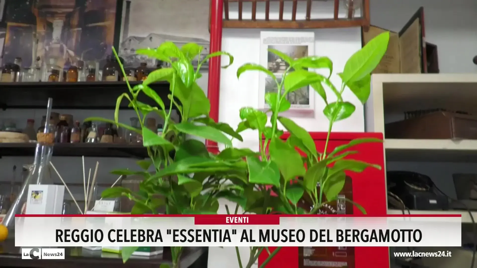 Reggio celebra essentia al museo del bergamotto