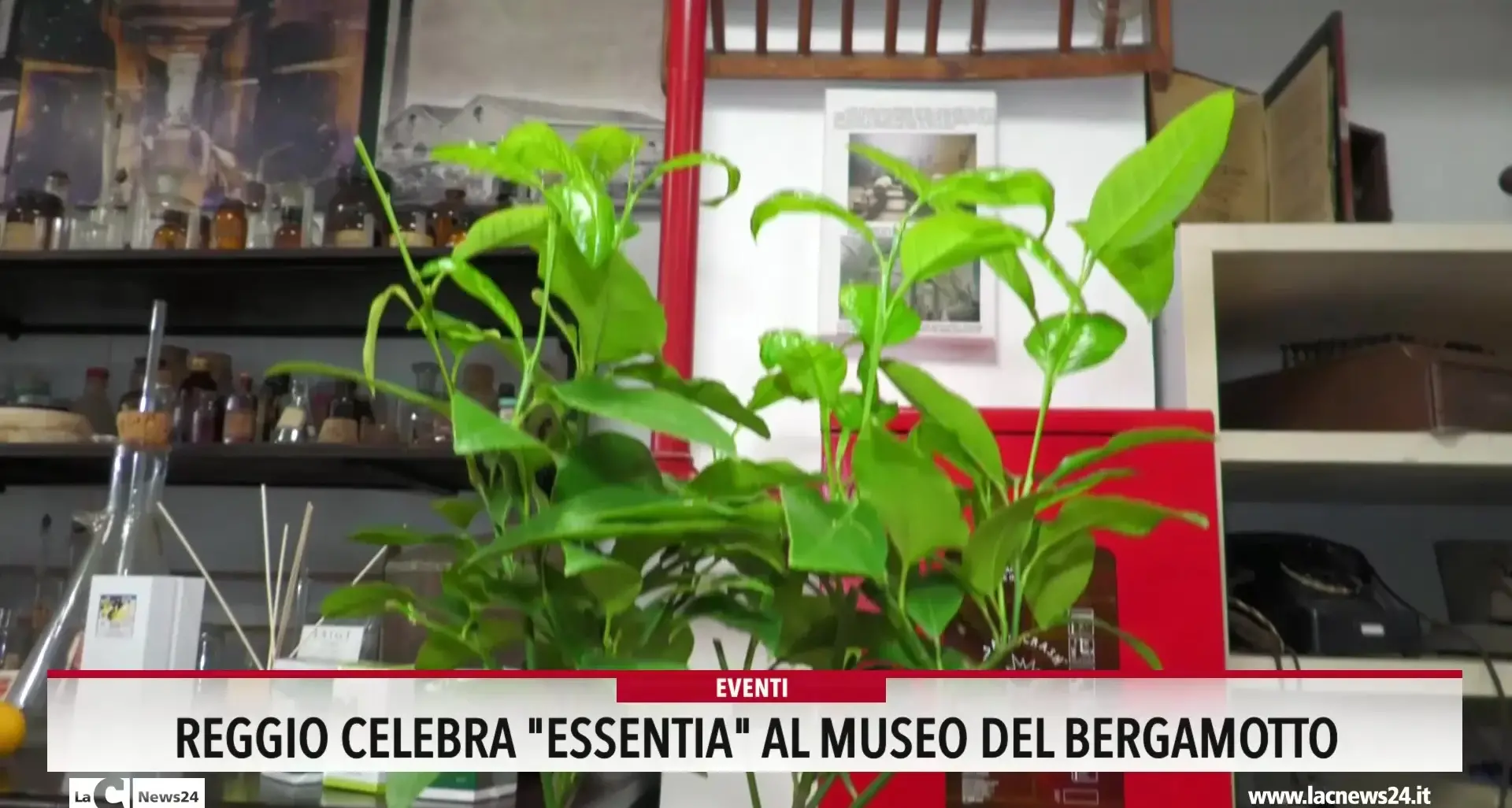 Reggio celebra essentia al museo del bergamotto