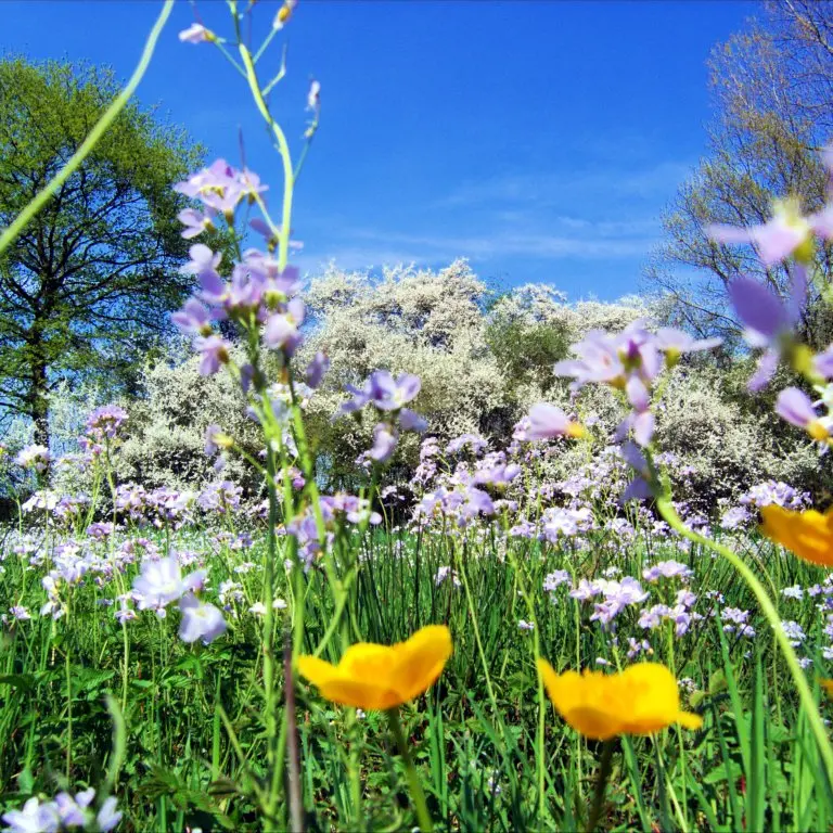 È il primo giorno di primavera, ecco perché l'equinozio cade oggi 20 marzo\n