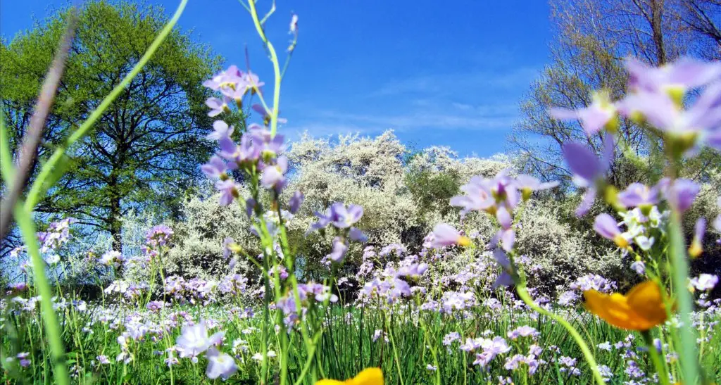 È il primo giorno di primavera, ecco perché l'equinozio cade oggi 20 marzo\n