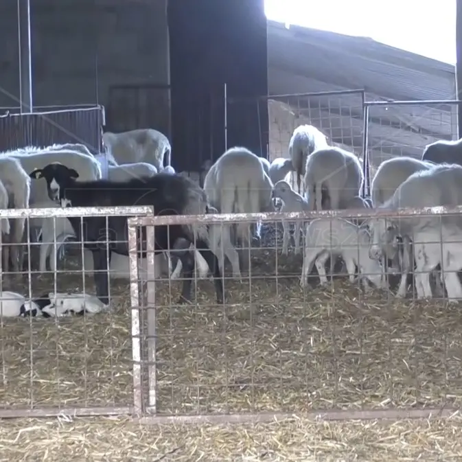 <p>Aziende colpite da lingua blu, la Regione approva la graduatoria: fondi per 62 allevamenti di ovini - ELENCO</p>