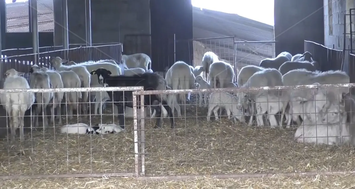 Aziende colpite da lingua blu, la Regione approva la graduatoria: fondi per 62 allevamenti di ovini\n