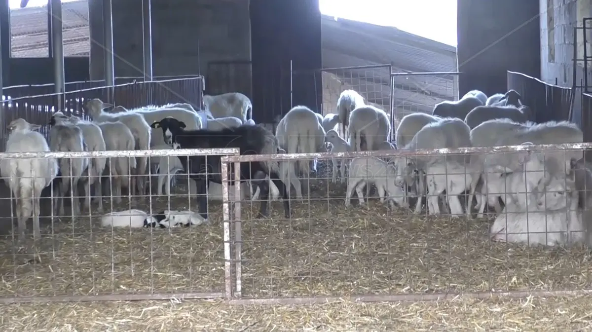 Aziende colpite da lingua blu, la Regione approva la graduatoria: fondi per 62 allevamenti di ovini –\u00A0ELENCO\n