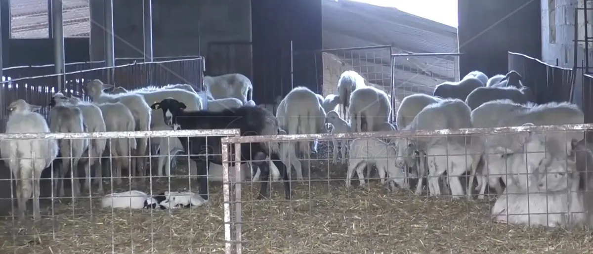 Aziende colpite da lingua blu, la Regione approva la graduatoria: fondi per 62 allevamenti di ovini –\u00A0ELENCO\n