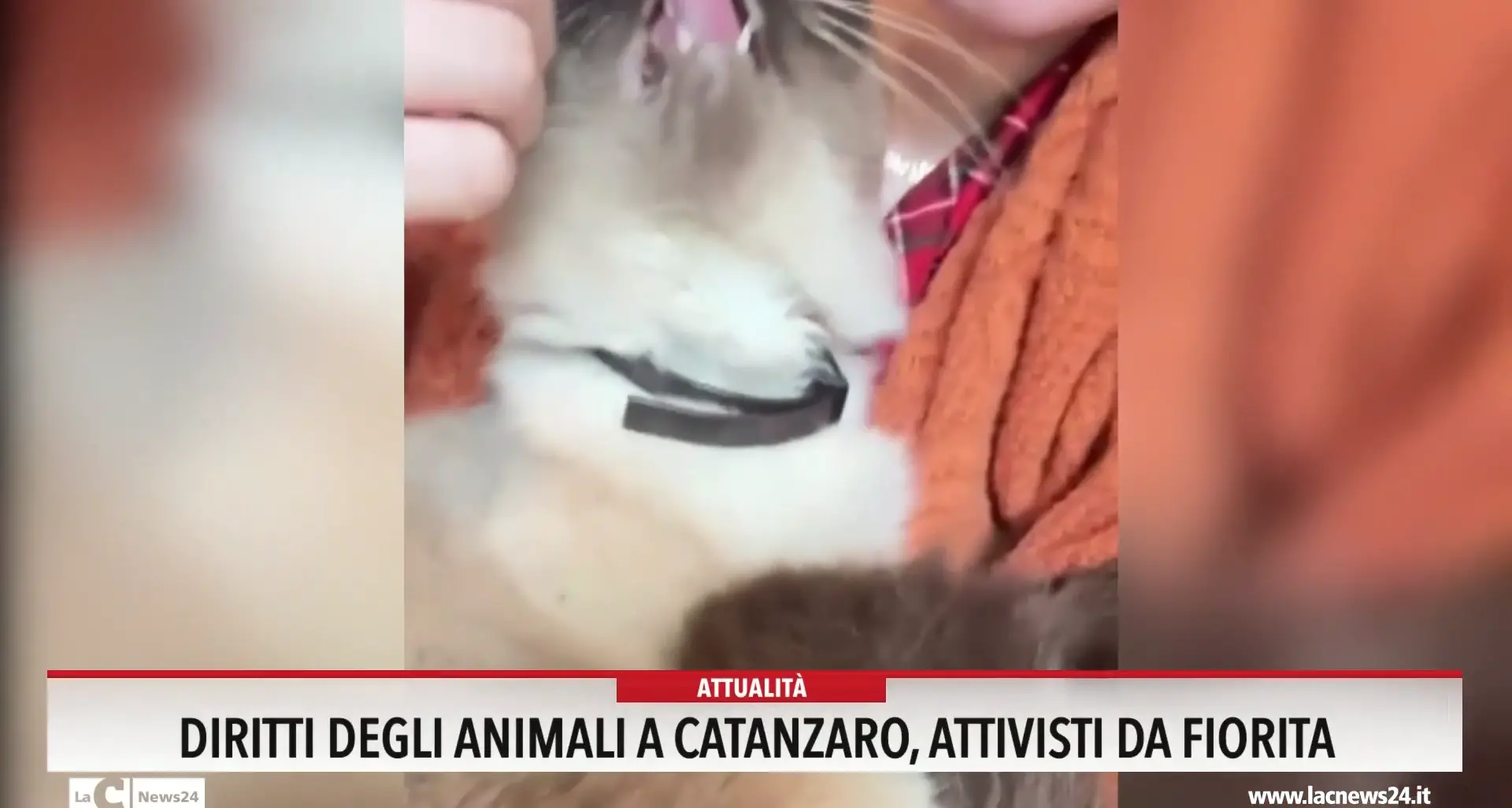 Diritti degli animali a Catanzaro, attivisti da Fiorita