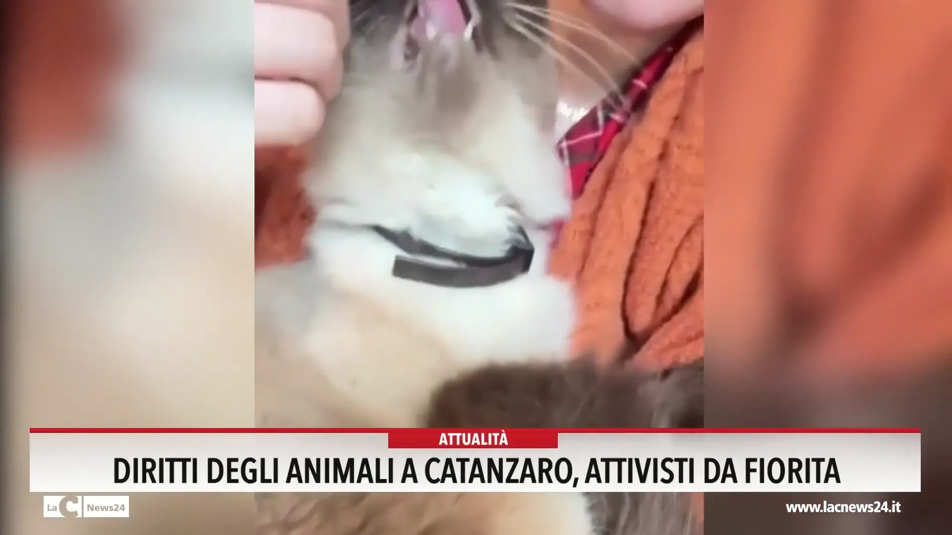 Diritti degli animali a Catanzaro, attivisti da Fiorita