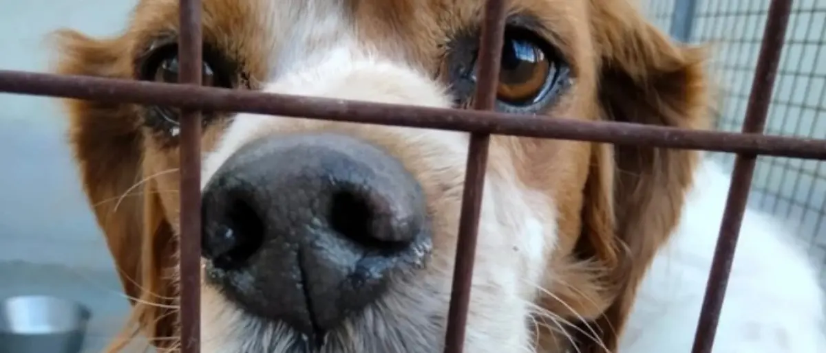 Dacci una Zampa ETS interviene sulle polemiche: «Operiamo con trasparenza e nel rispetto delle norme»\n