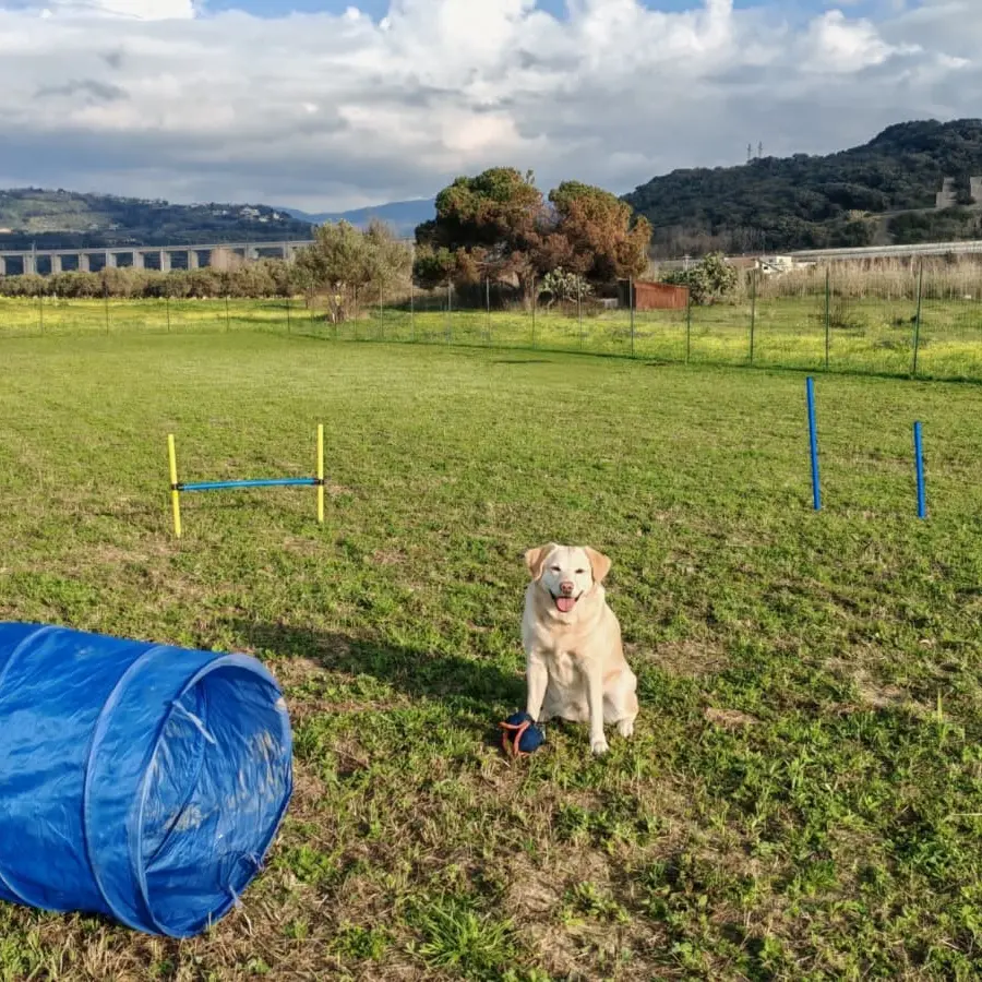 A Pizzo diventa realtà il centro di località Marinella per l’educazione e lo sgambamento dei cani