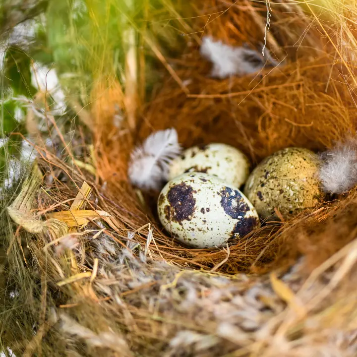 «Stop alle potature in primavera»: l’appello del Wwf Vibo\u00A0per salvare i nidi degli uccelli\n