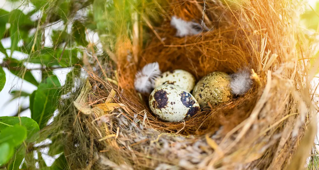 «Stop alle potature in primavera»: l’appello del Wwf Vibo\u00A0per salvare i nidi degli uccelli\n