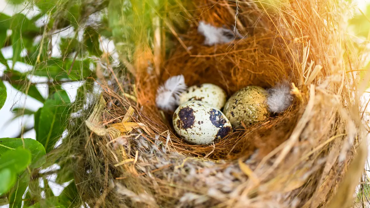 «Stop alle potature in primavera»: l’appello del Wwf Vibo\u00A0per salvare i nidi degli uccelli\n