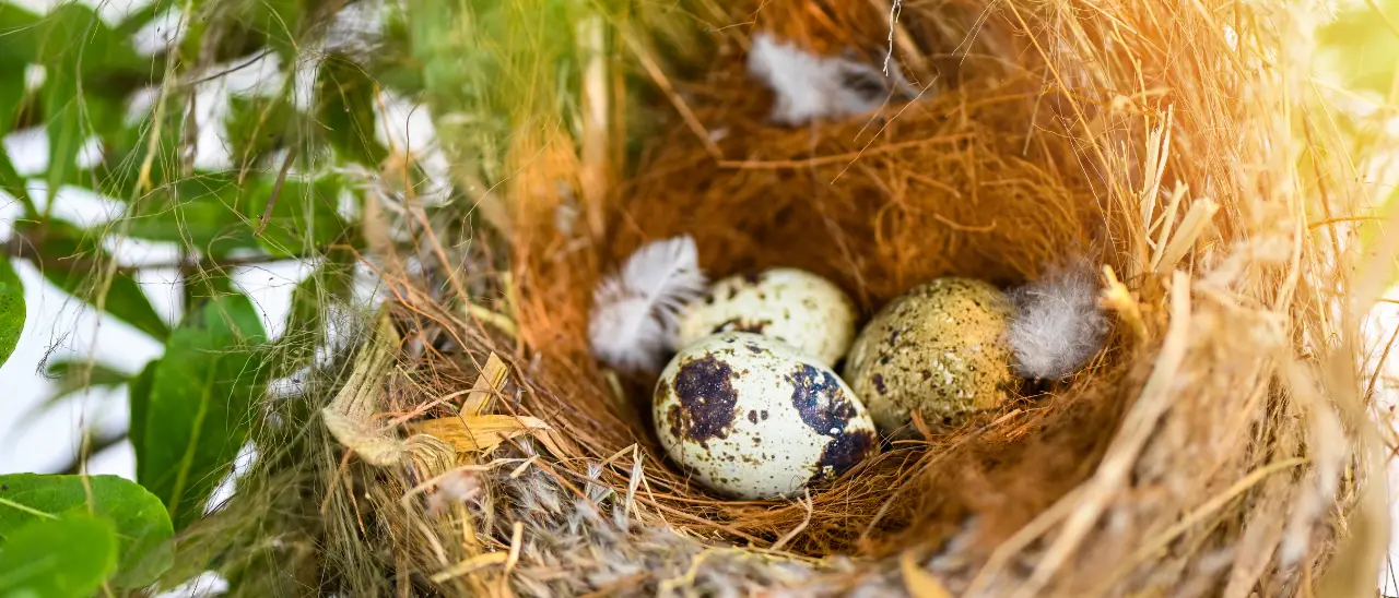 «Stop alle potature in primavera»: l’appello del Wwf Vibo\u00A0per salvare i nidi degli uccelli\n