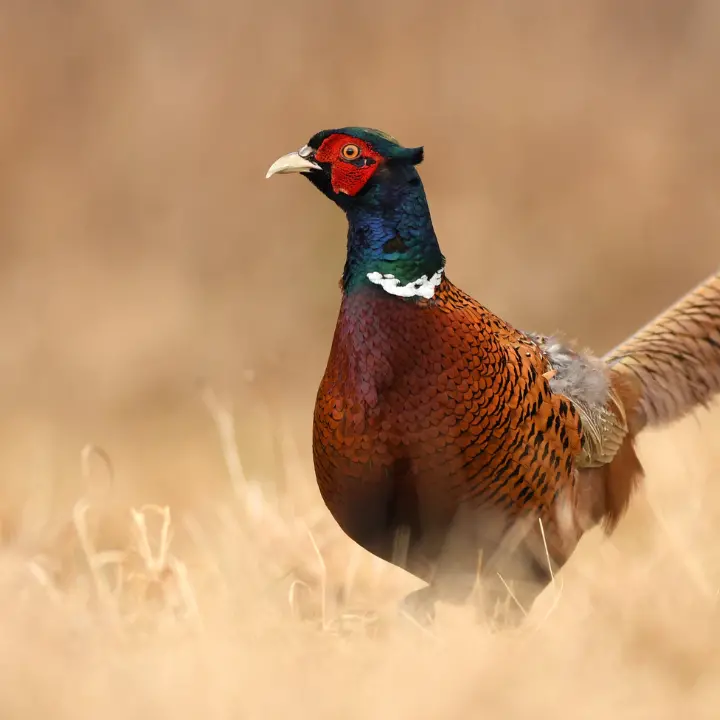 Ripopolamento fauna, l’Ambito Territoriale\u00A0Caccia di Vibo\u00A0libera\u00A0365 fagiani sul territorio provinciale\n