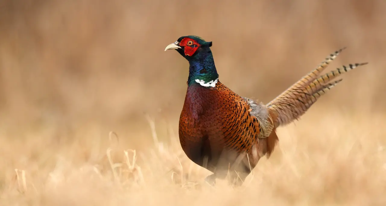 Ripopolamento fauna, l’Ambito Territoriale\u00A0Caccia di Vibo\u00A0libera\u00A0365 fagiani sul territorio provinciale\n