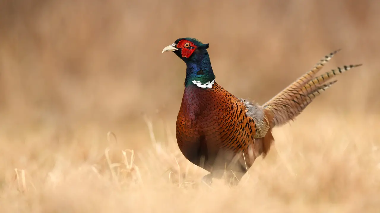 Ripopolamento fauna, l’Ambito Territoriale\u00A0Caccia di Vibo\u00A0libera\u00A0365 fagiani sul territorio provinciale\n