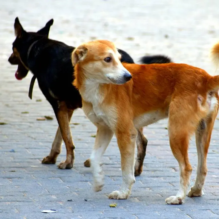 Corigliano Rossano, via libera al regolamento per la tutela degli animali: voto unanime in Consiglio\n