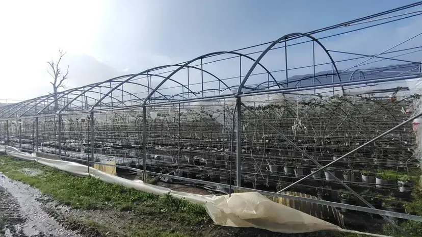 Alluvione ottobre 2024, 3milioni e mezzo di ristori alle imprese agricole del Catanzarese -ELENCO link