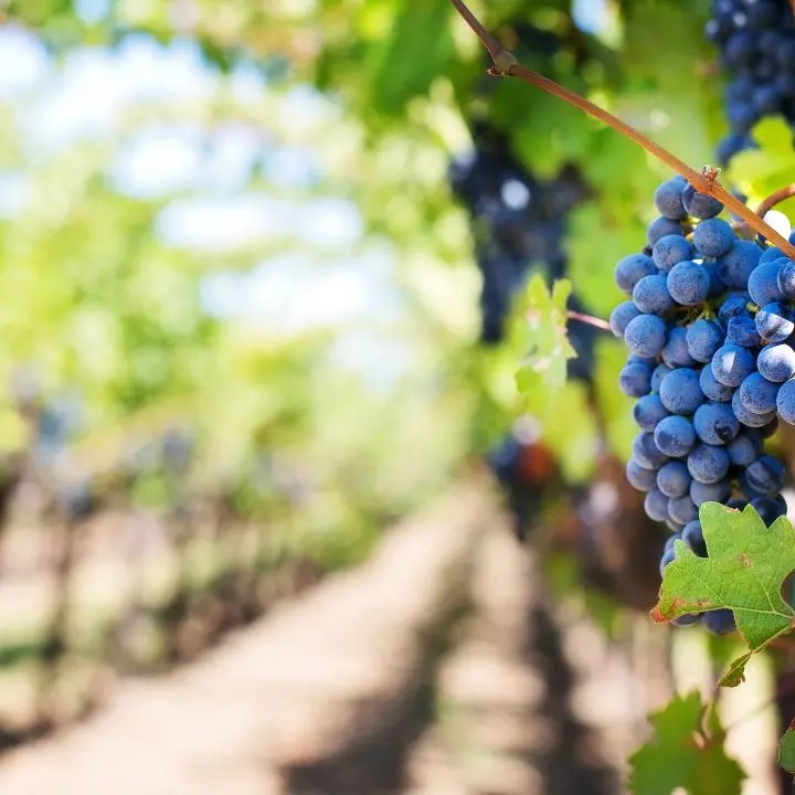 Due milioni di euro dalla Regione per i vigneti calabresi,\u00A0Gallo: «Opportunità per migliorare le produzioni»\n