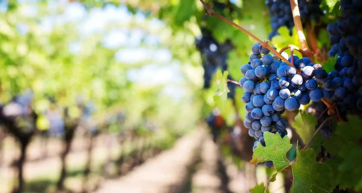 Due milioni di euro dalla Regione per i vigneti calabresi,\u00A0Gallo: «Opportunità per migliorare le produzioni»\n