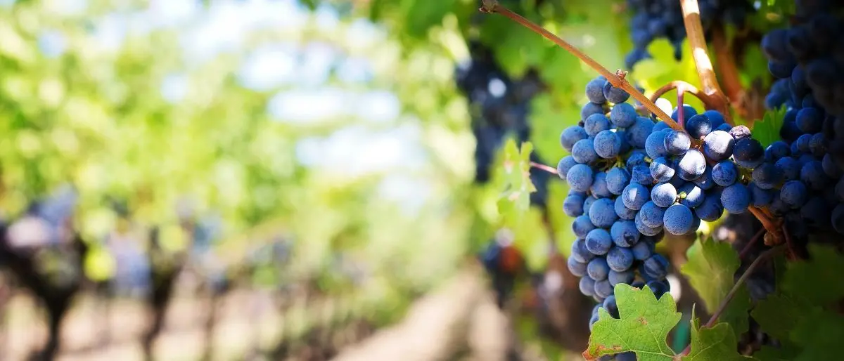 Due milioni di euro dalla Regione per i vigneti calabresi,\u00A0Gallo: «Opportunità per migliorare le produzioni»\n