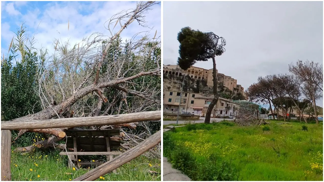 Alberi pericolanti a Tropea, Piserà:\u00A0«Molti hanno giù ceduto nell’ultimo anno, intervenire prima che si verifichi un incidente grave»\n