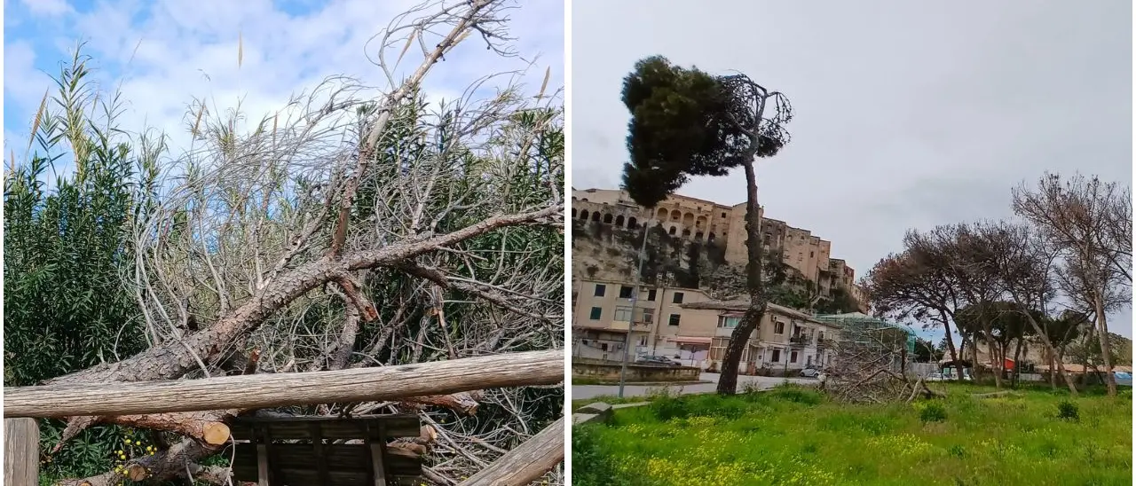 Alberi pericolanti a Tropea, Piserà:\u00A0«Molti hanno giù ceduto nell’ultimo anno, intervenire prima che si verifichi un incidente grave»\n