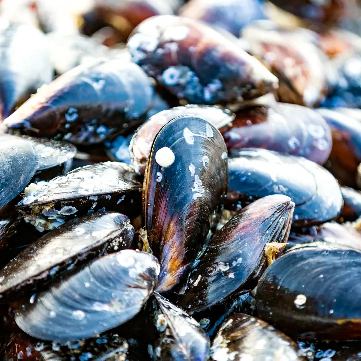 <p>Epatite A, ipotesi di <span style=\"color:hsl(0, 75%, 60%);\">cozze contaminate importate dall’estero</span> per i casi di Campania e Lazio. Contagi anche in Calabria</p>