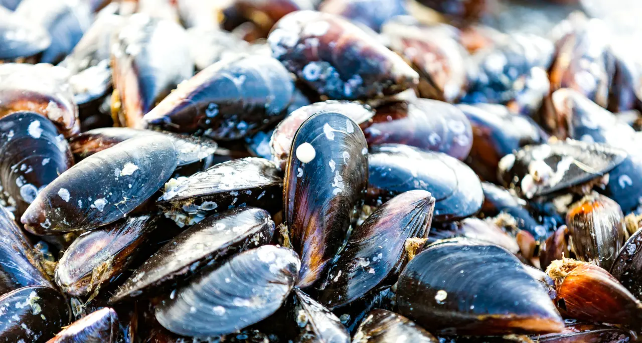 <p>Epatite A, ipotesi di <span style=\"color:hsl(0, 75%, 60%);\">cozze contaminate importate dall’estero</span> per i casi di Campania e Lazio. Contagi anche in Calabria</p>