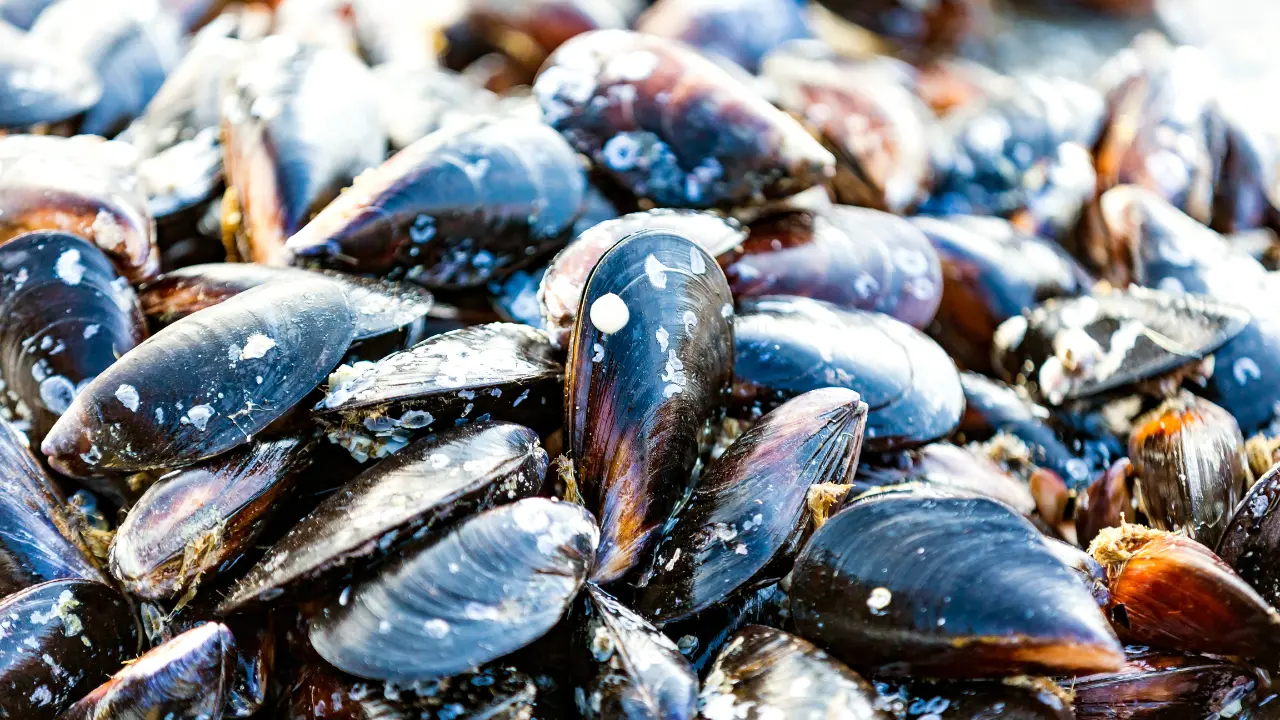 Epatite A, ipotesi di cozze contaminate importate dall’estero per i casi di Campania e Lazio. Contagi anche in Calabria\n