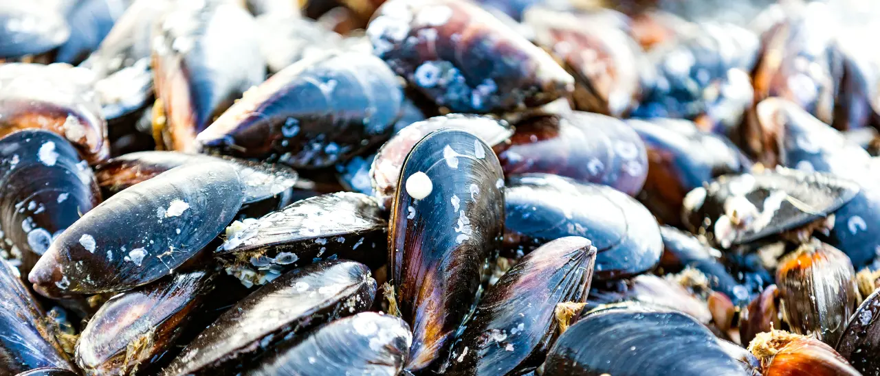 Epatite A, ipotesi di cozze contaminate importate dall’estero per i casi di Campania e Lazio. Contagi anche in Calabria\n
