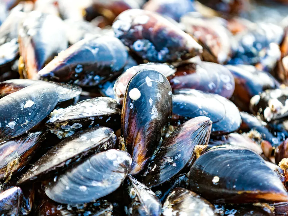 San Lucido, sospetto focolaio di intossicazione alimentare: stop cautelativo alla vendita di cozze