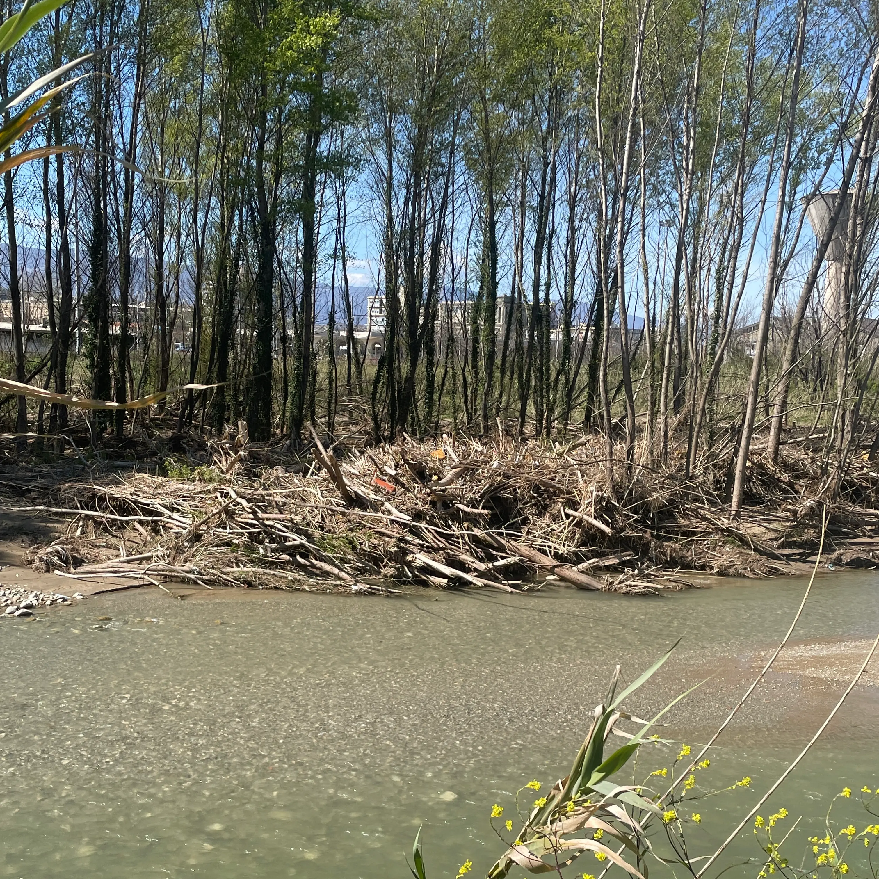 Nel letto del Crati “dormono” gli\u00A0alberi abbattuti dalla piena del fiume, il sindaco di Zumpano: «Intervenga Calabria Verde»\n