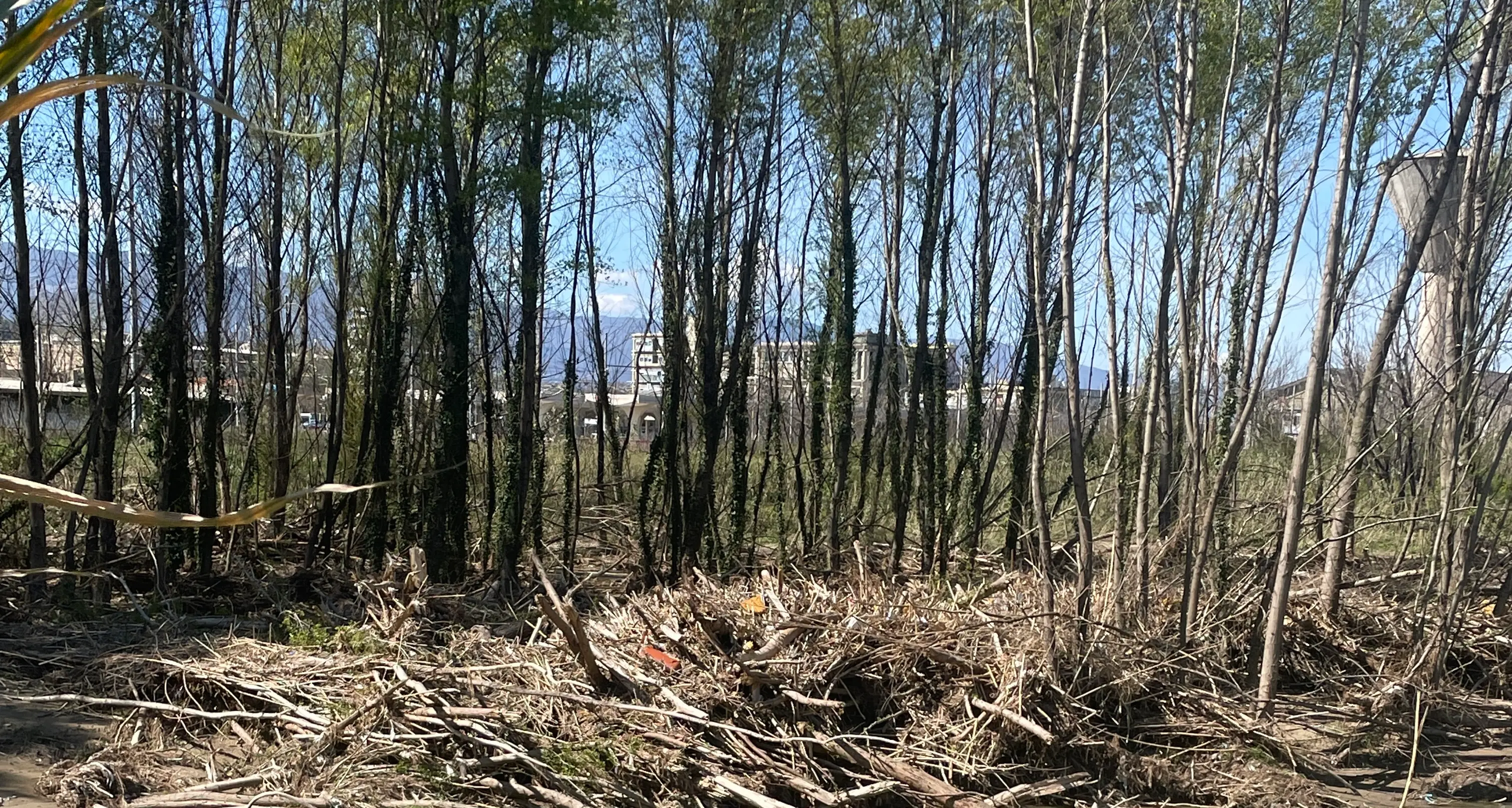 Nel letto del Crati “dormono” gli\u00A0alberi abbattuti dalla piena del fiume, il sindaco di Zumpano: «Intervenga Calabria Verde»\n