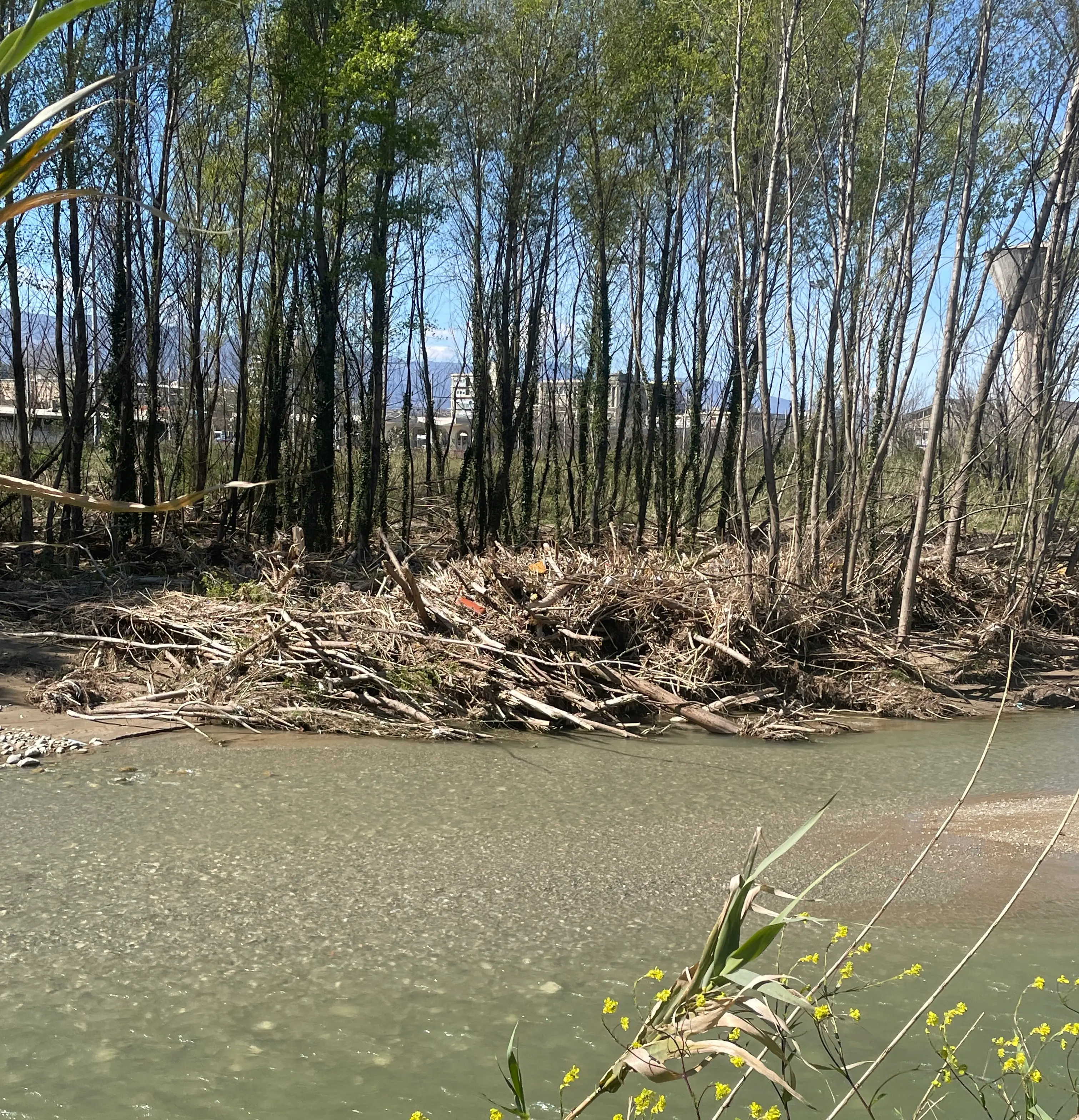 Nel letto del Crati “dormono” gli\u00A0alberi abbattuti dalla piena del fiume, il sindaco di Zumpano: «Intervenga Calabria Verde»\n