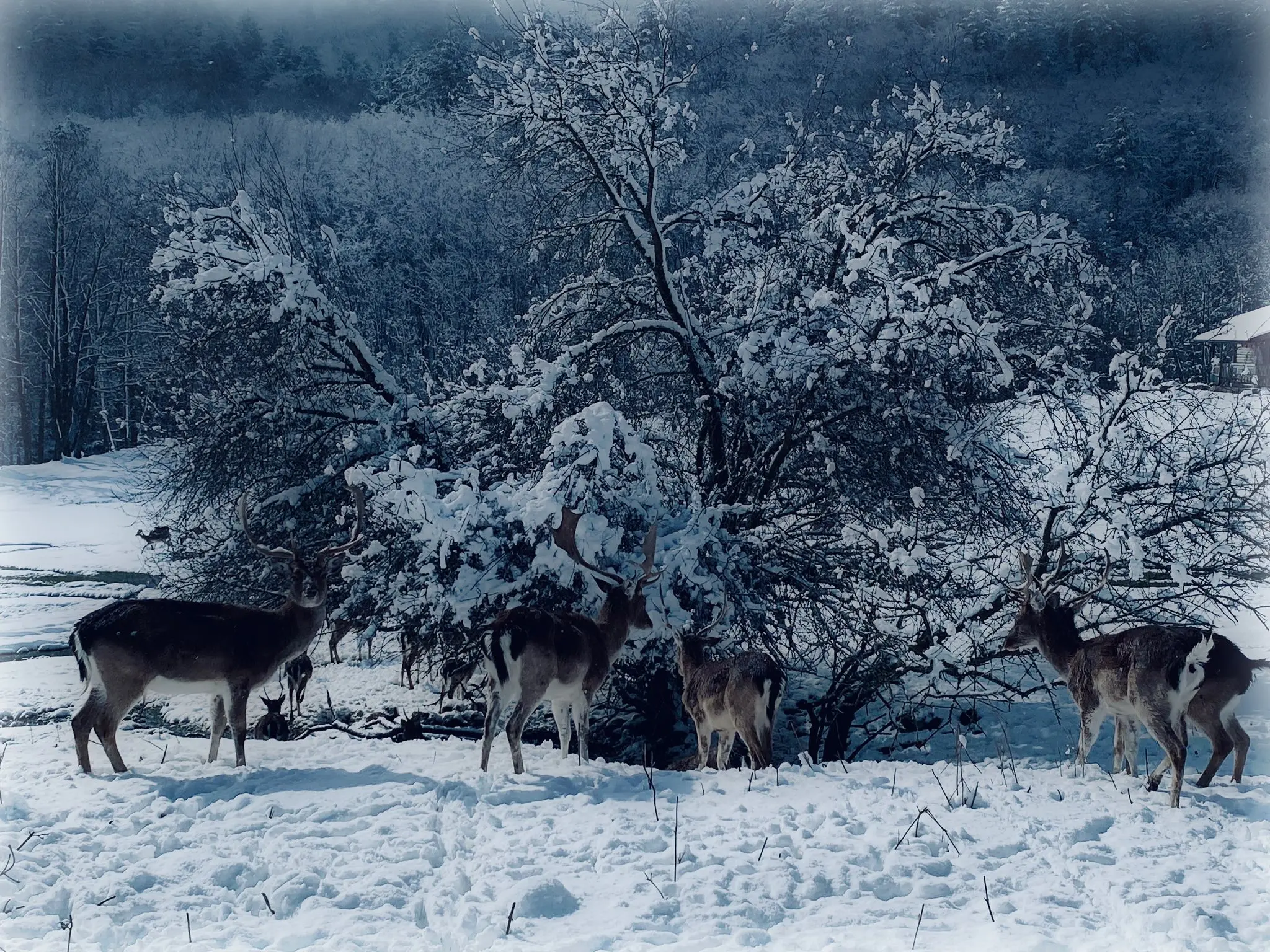 La neve di marzo nella “Siberia d’Italia”: le grandi nevicate della Sila