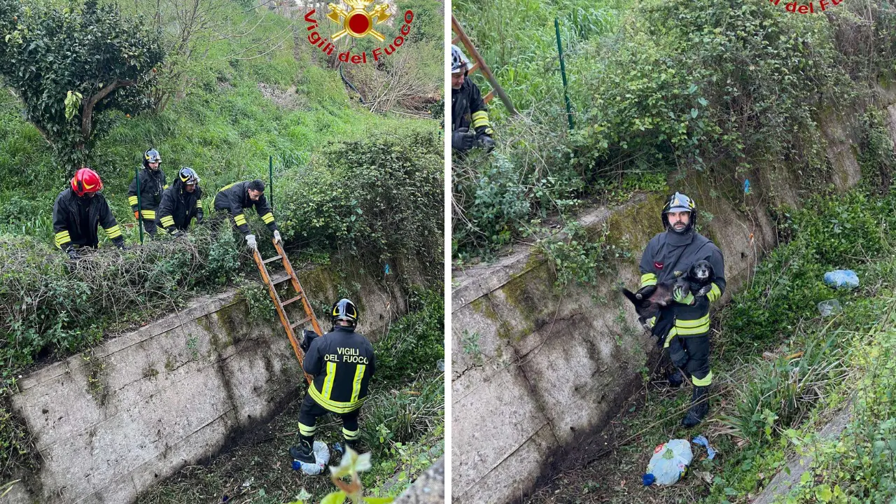 Sant’Onofrio, cagnolino cade in un canalone: salvato dai vigili del fuoco di Vibo e riconsegnato al proprietario\n
