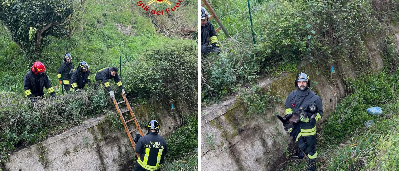 Sant’Onofrio, cagnolino cade in un canalone: salvato dai vigili del fuoco di Vibo e riconsegnato al proprietario\n